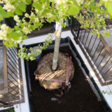 Kluitverankering  width=