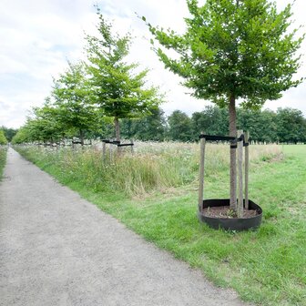 Gietrand groen - 3 mm (35 cm hoog)