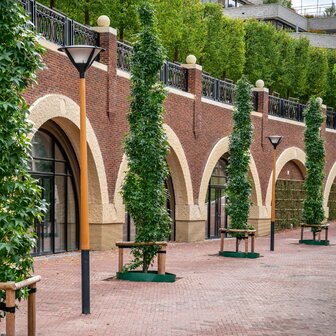 Gietrand groen - 3 mm (35 cm hoog)