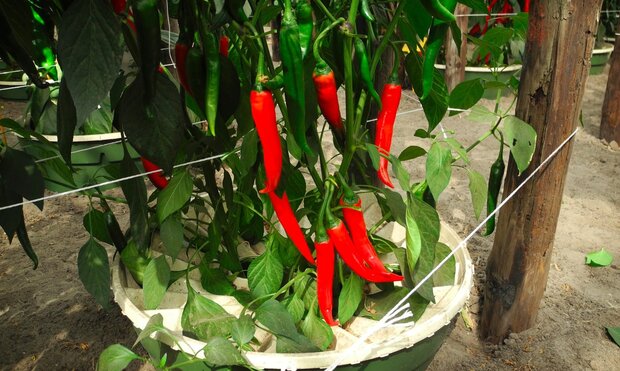 Rode chilipepers in een Waterboxx Plant Cocoon